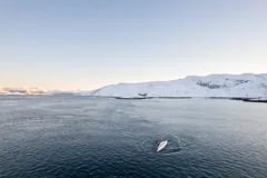 Practising a kayak roll in Arctic waters — March 2023